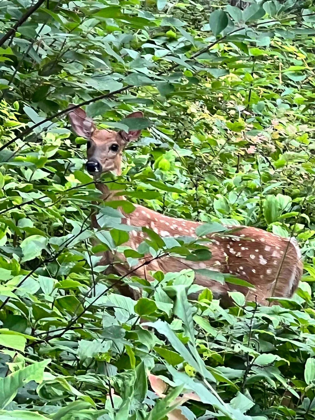 Spotted fawn deer peeking through lush green foliage near the cabin